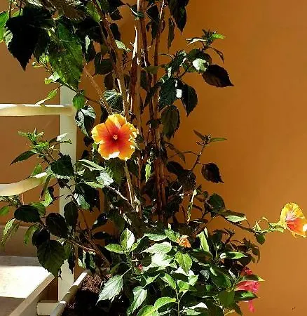 Casa Dominova De Luxe Guest house Sorrento